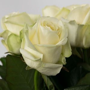 ROSE AVALANCHE 40